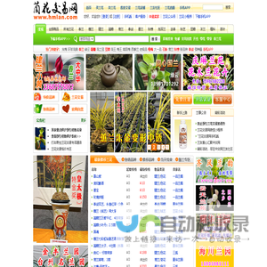 中国兰花交易网 － 兰花拍卖,中兰网,兰草交易,兰花图片,了解中国兰花尽在本兰花网
